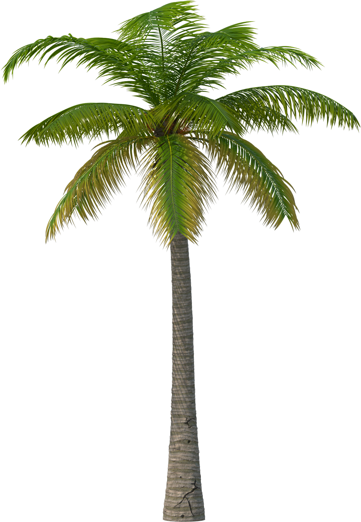 Palm